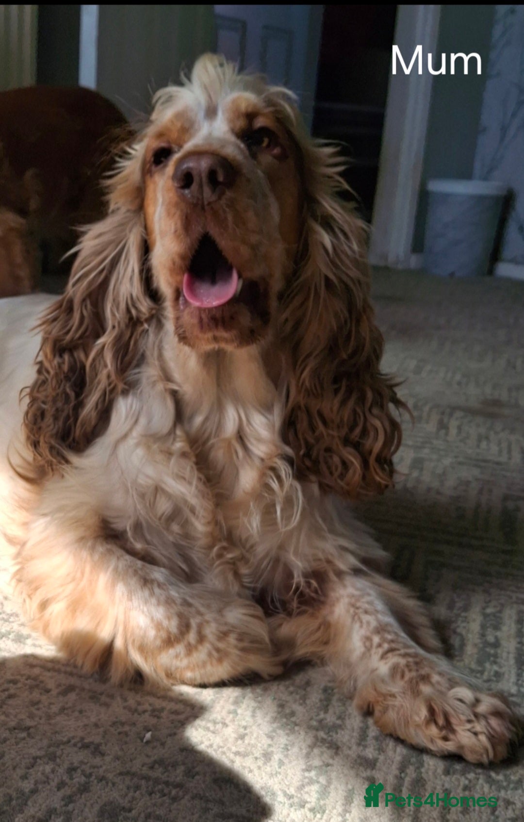 Cocker Spaniel dogs for sale: KC Reg Show Cocker Spaniels  - Image 7
