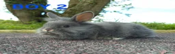 Lionhead rabbits for sale: Stunning lionheads  in Holsworthy - Advert 2