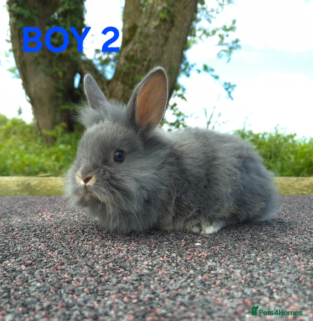 Lionhead rabbits for sale: Stunning lionheads  in Holsworthy - Advert 2