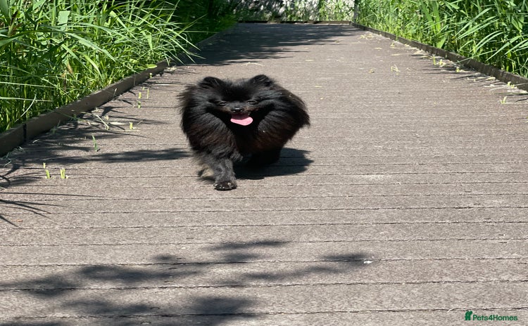 Pomeranian dogs - Advert 1