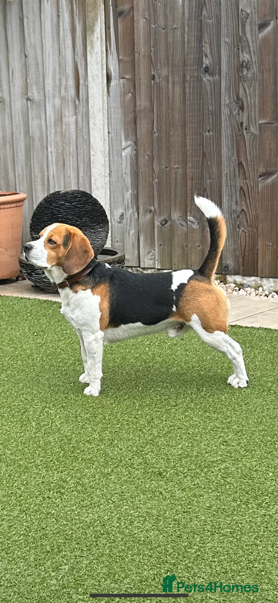 Beagle dogs for stud: Beagle for stud PROVEN in Preston - Advert 3