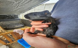 English rabbits for sale: Guinea pigs  - Image 2