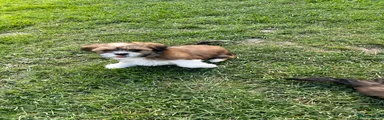 Lhasa Apso Puppy 5
