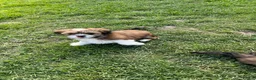 Lhasa Apso dogs for sale: Lhasa apso puppies  - Advert 13