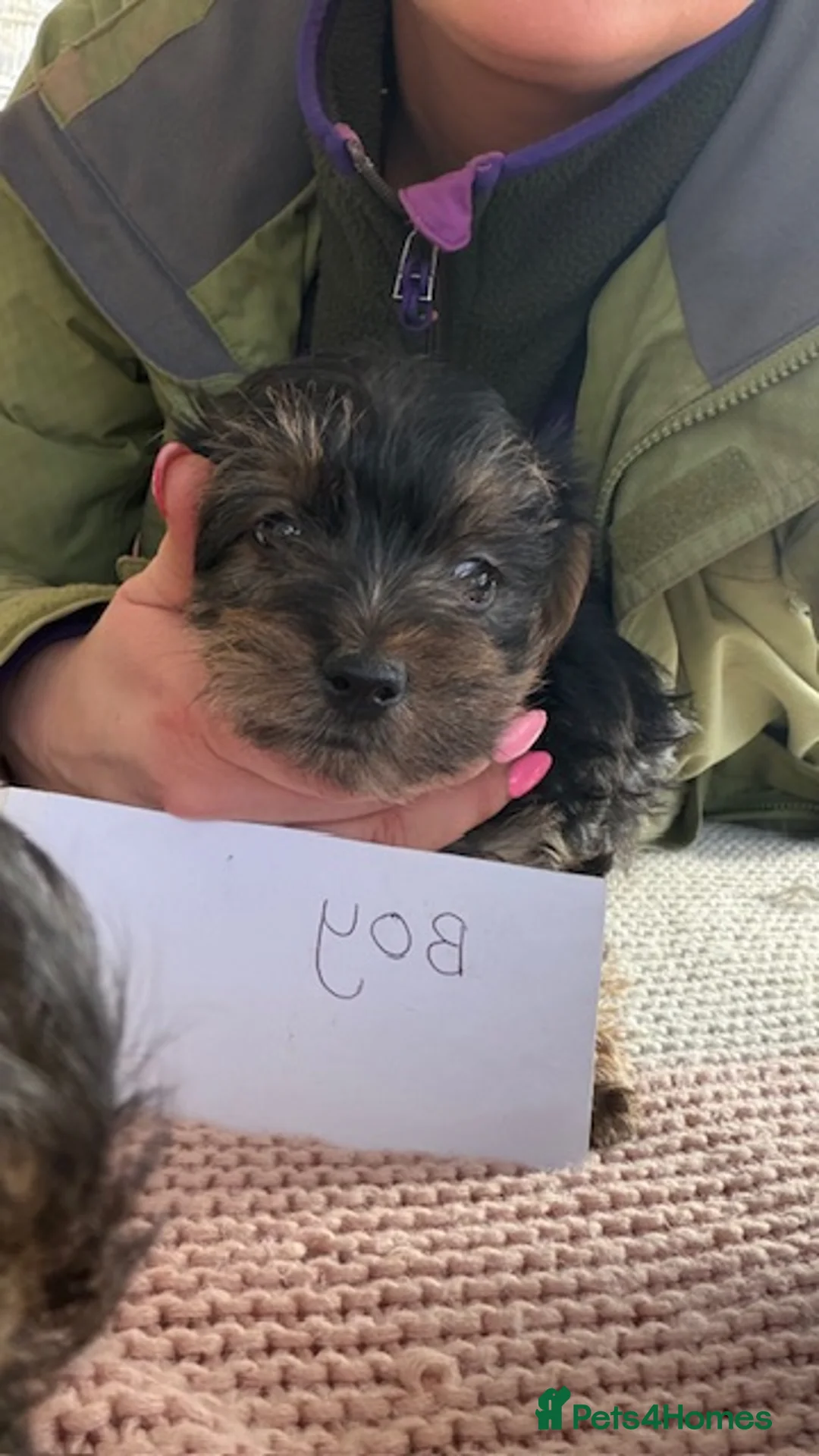 Yorkiepoo dogs for sale: Yorkipoos  - Advert 4