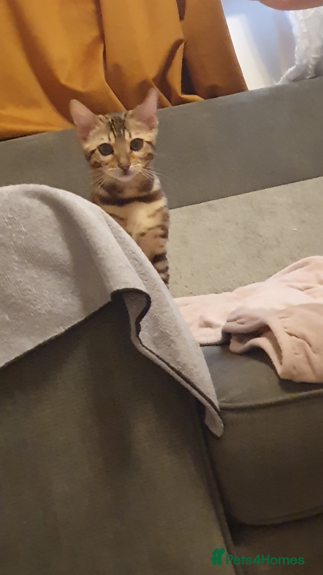 Bengal cats for sale: Beautiful Bengal kittens - Advert 13