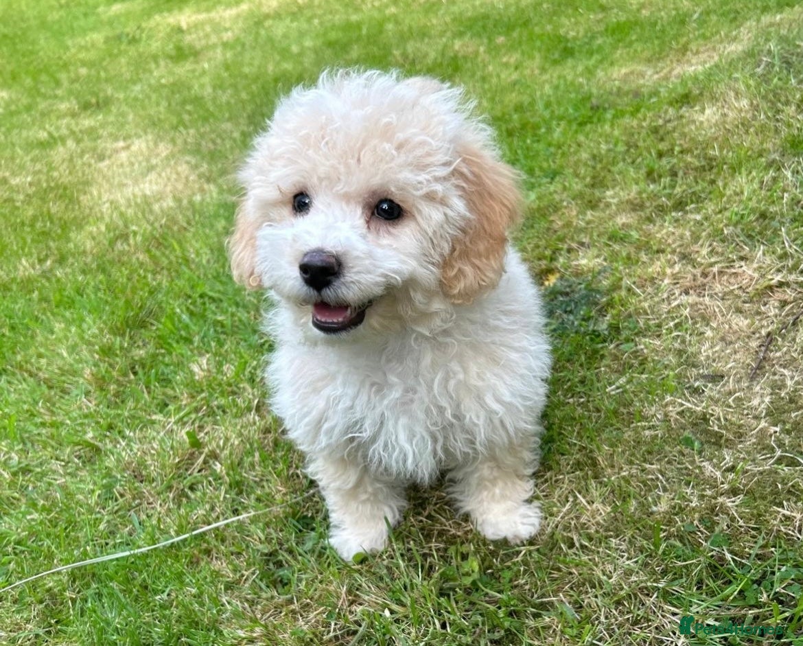 Poochon dogs for sale: Beautiful F1 Poochon puppies  - Advert 1