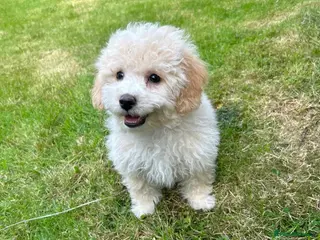 Poochon dogs for sale: Beautiful F1 Poochon puppies - Advert 1