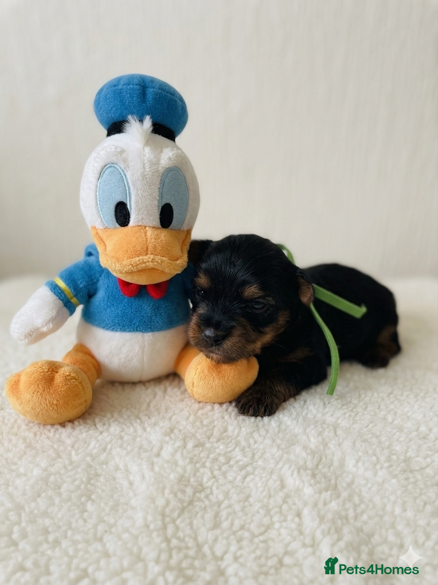 Mixed Breed dogs Adorable Yorkshire/Biewer Terriers - Advert 9