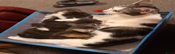 Maine Coon cats for sale: 3/4 Maine Coon Kittens in Gaerwen - Advert 6