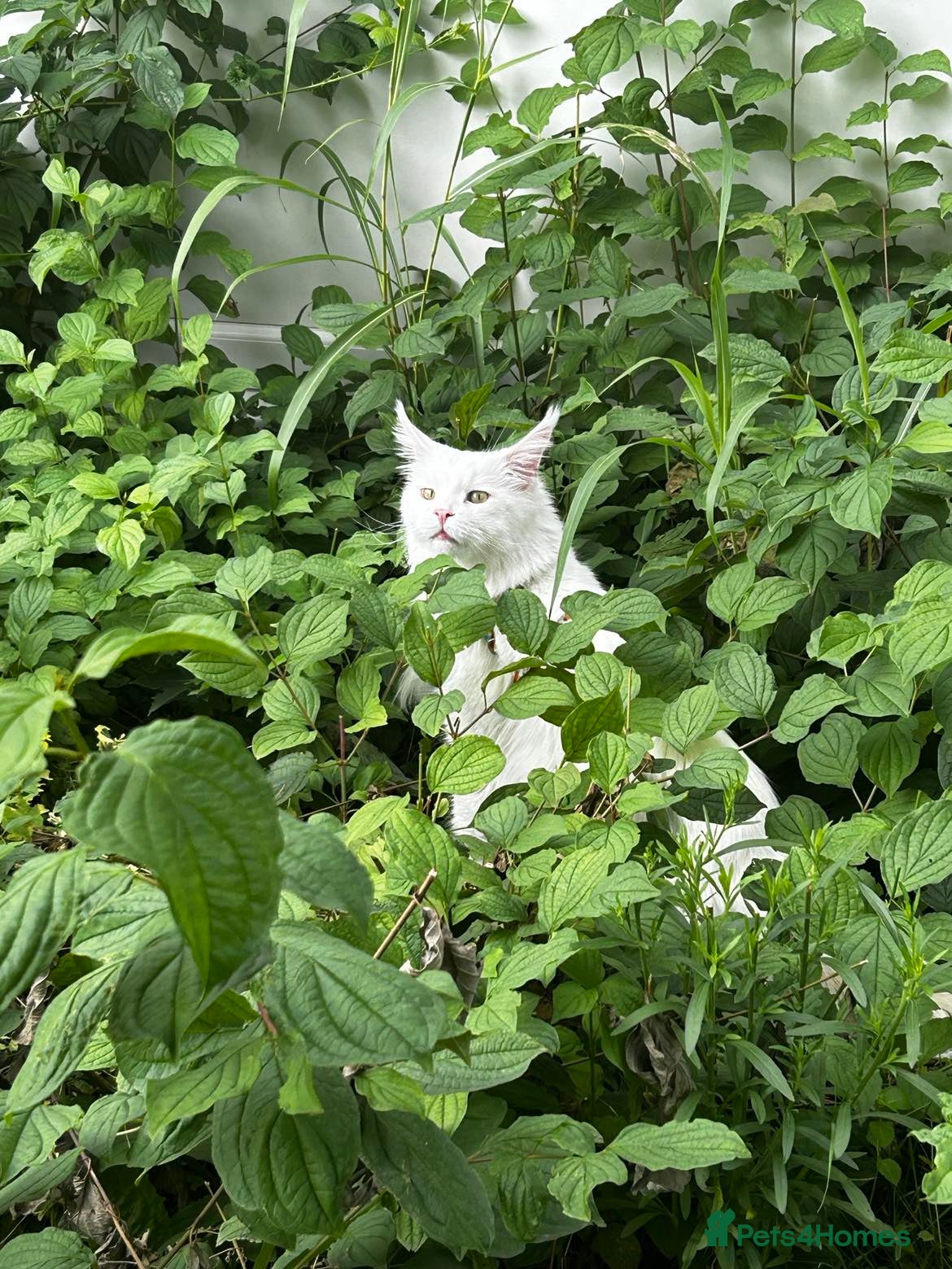 Maine Coon cats Beautiful White Maine Coon Male 6 Years Old £830  - Advert 2