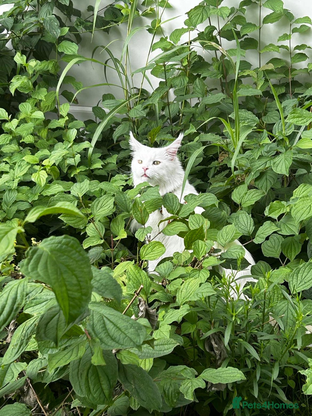 Maine Coon cats for sale: Beautiful White Maine Coon Male 6 Years Old £830  - Advert 1