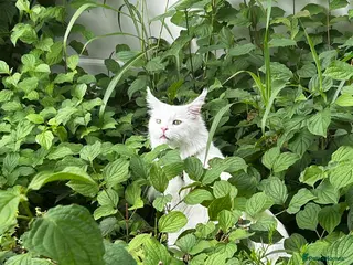 Maine Coon cats Beautiful Unique White Maine Coon Male 6 Years Old - Advert 3