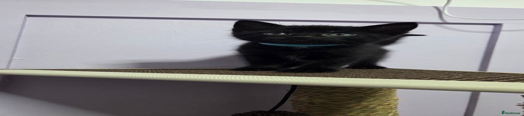 Mixed Breed Kitten 1