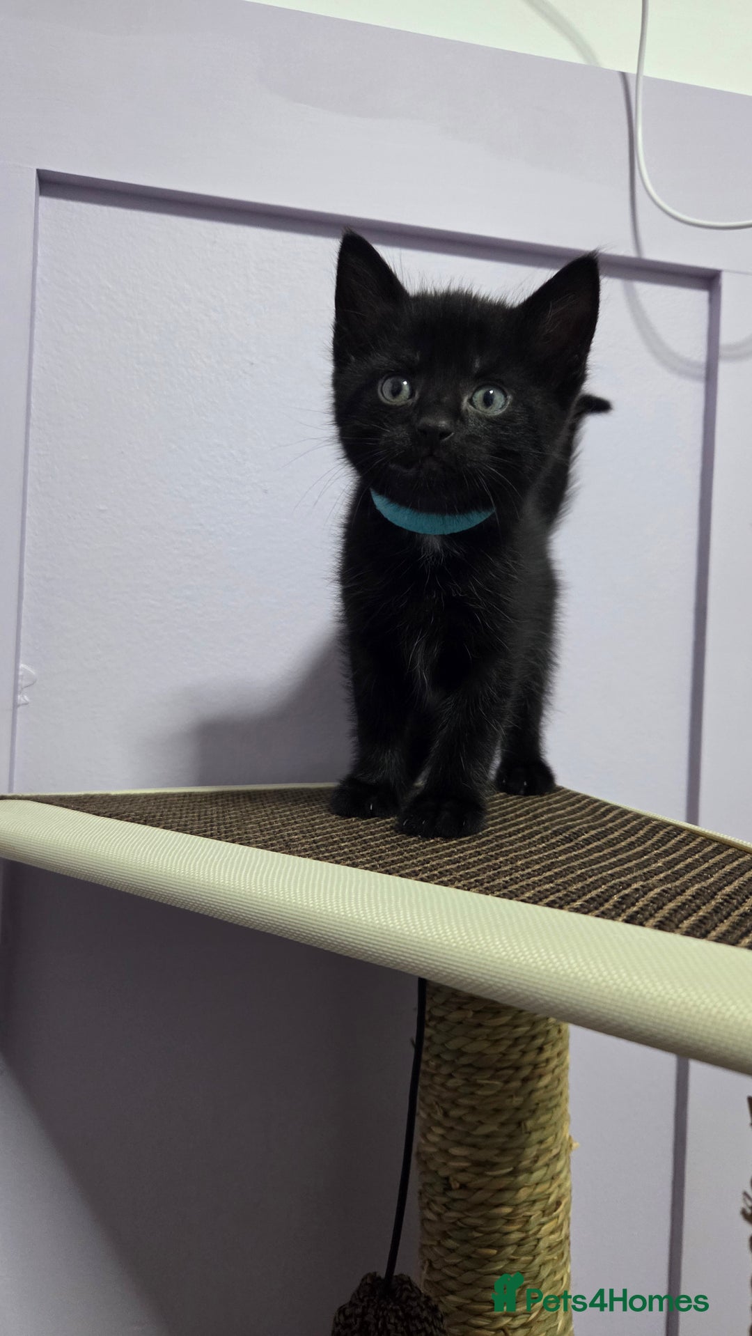 Mixed Breed cats for sale: One male and female tabby kittens  - Image 6