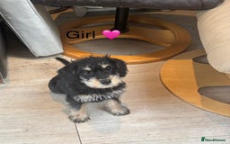 Mixed Breed dogs for sale: F1 MINI SCHNOODLE PUPPIES READY NOW - Image 10