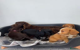 Cocker Spaniel dogs for sale: Adorable Cocker Spaniel  - Image 4