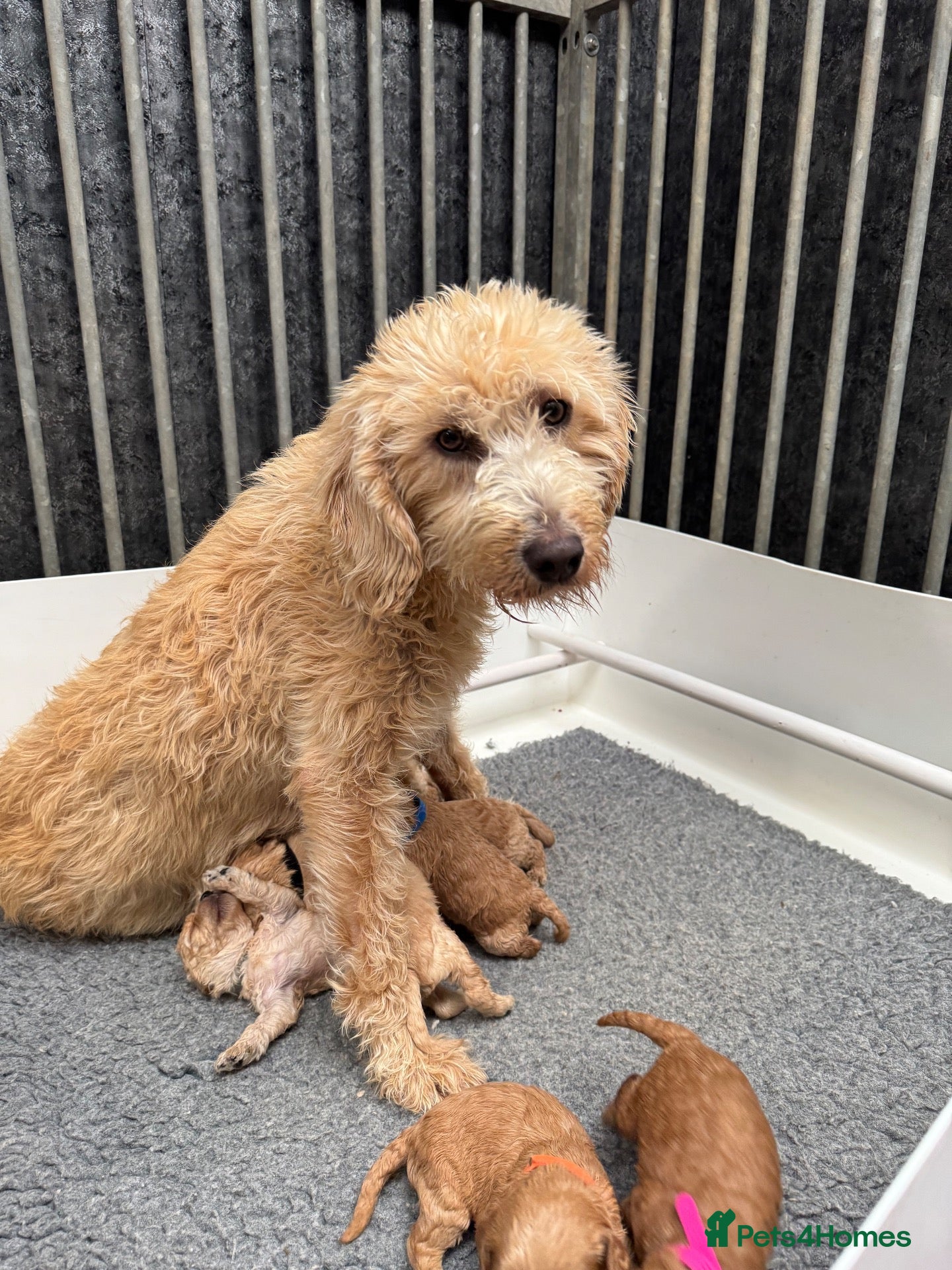 Mixed Breed dogs Male Double Doodle For Sale - Advert 8