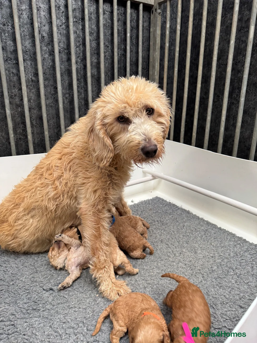 Mixed Breed dogs for sale: Male Double Doodle For Sale - Advert 1