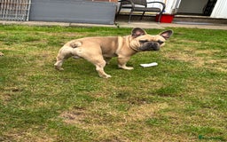 French Bulldog dogs for sale: 1 year old big bully headed boy called ‘zuggy’ - Image 2