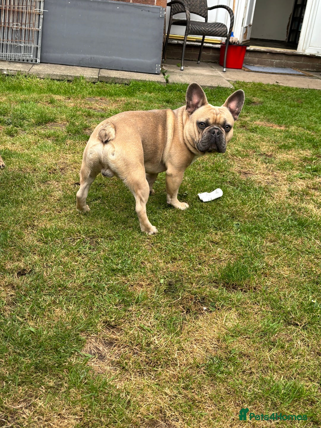 French Bulldog dogs for sale: 1 year old big bully headed boy called ‘zuggy’ - Image 2