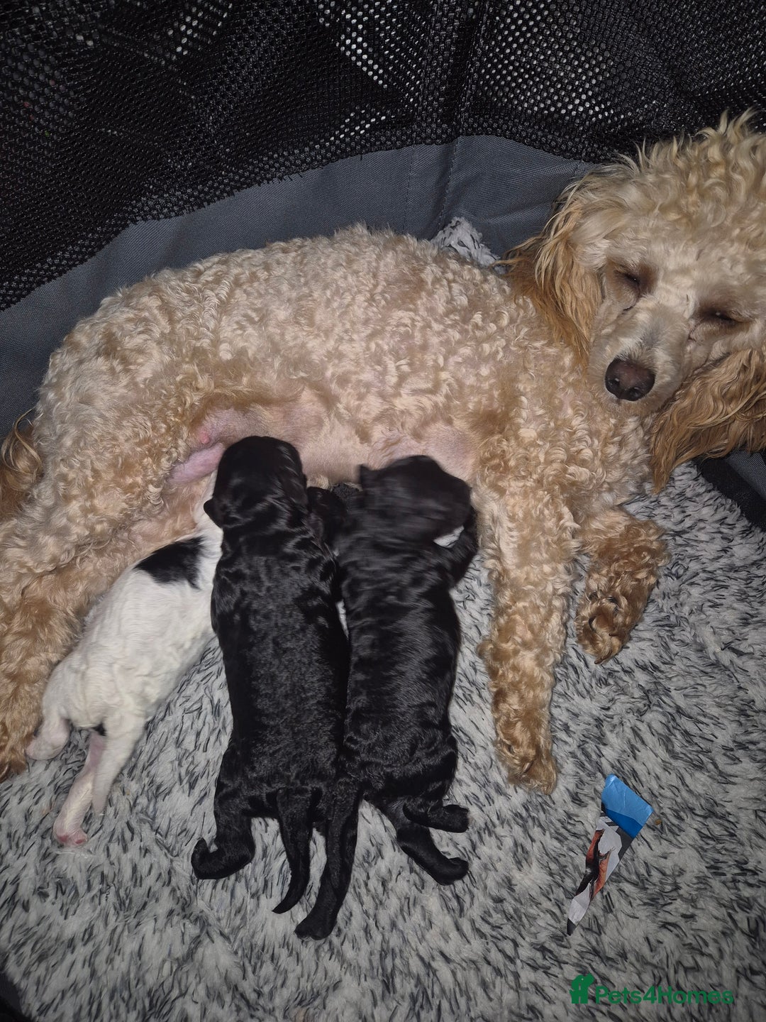 Maltipoo dogs for sale: Maltipoo puppies ready in 8 weeks  - Image 9