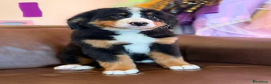 Bernese Mountain Dog 3