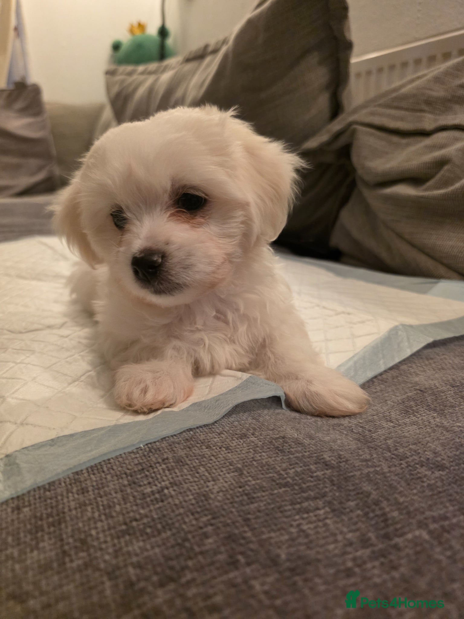 Bichon Frise dogs Beautiful Bichon Frise girl - Advert 2