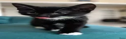 Mixed Breed cats for sale: FREE 3 Tuxedo Kittens + 1 Black kitten 4 Adpotion - Advert 3