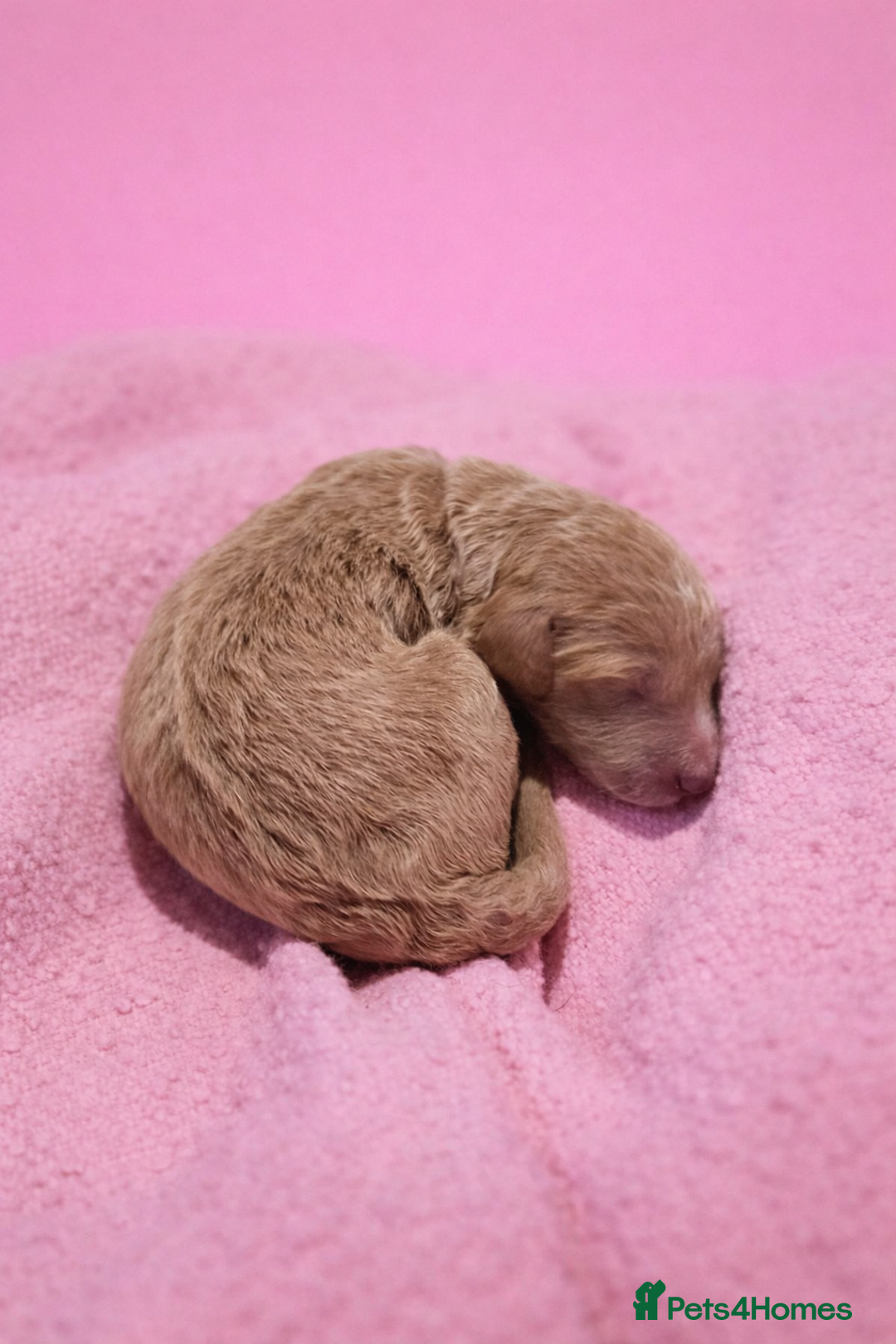 Standard Poodle dogs for sale: Exceptional Standard Poodle Puppies - Advert 21