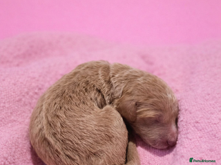 Standard Poodle dogs Exceptional Standard Poodle Puppies - Advert 14