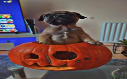 French Bulldog dogs for sale: French bulldog puppy’s  - Image 10