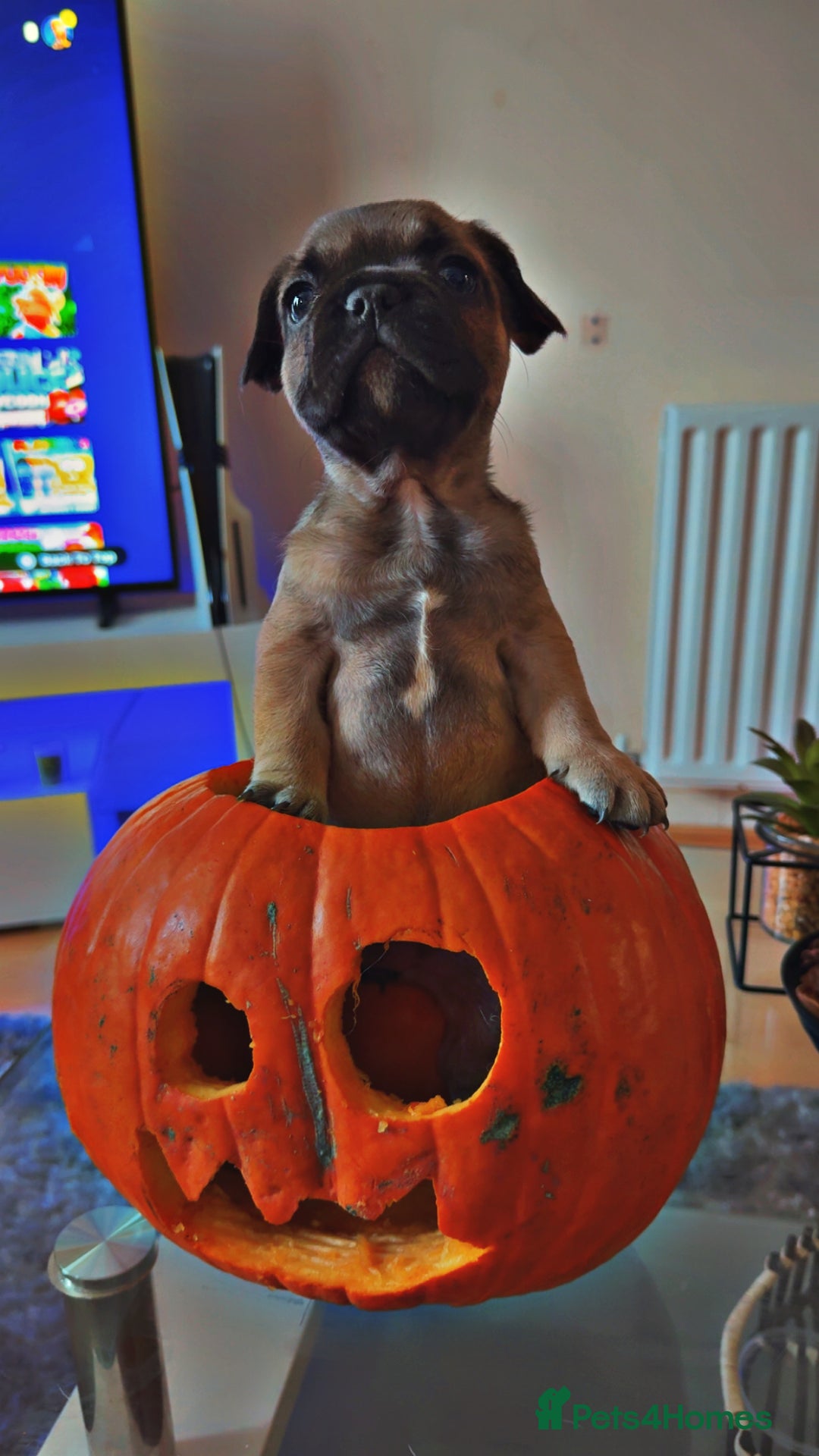 French Bulldog dogs for sale: French bulldog puppy’s  - Image 10