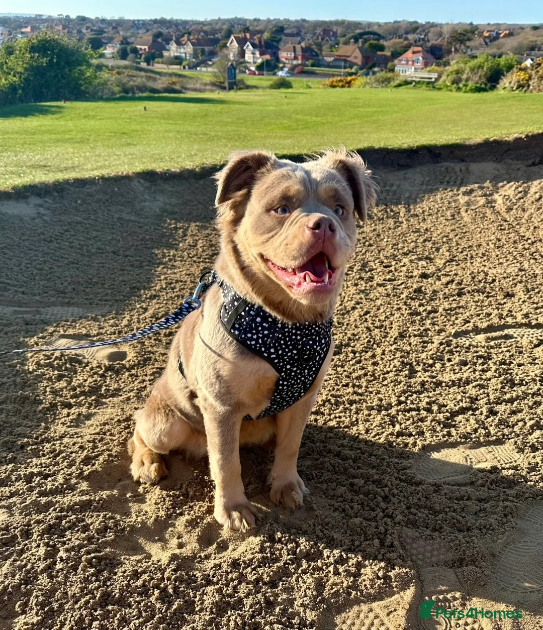 Olde English Bulldogge dogs for sale: Beautiful Olde English bulldogge puppies for sale  - Advert 2