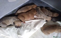 Mixed Breed dogs for sale: 4 beautiful pocket bully/mixed - Image 13