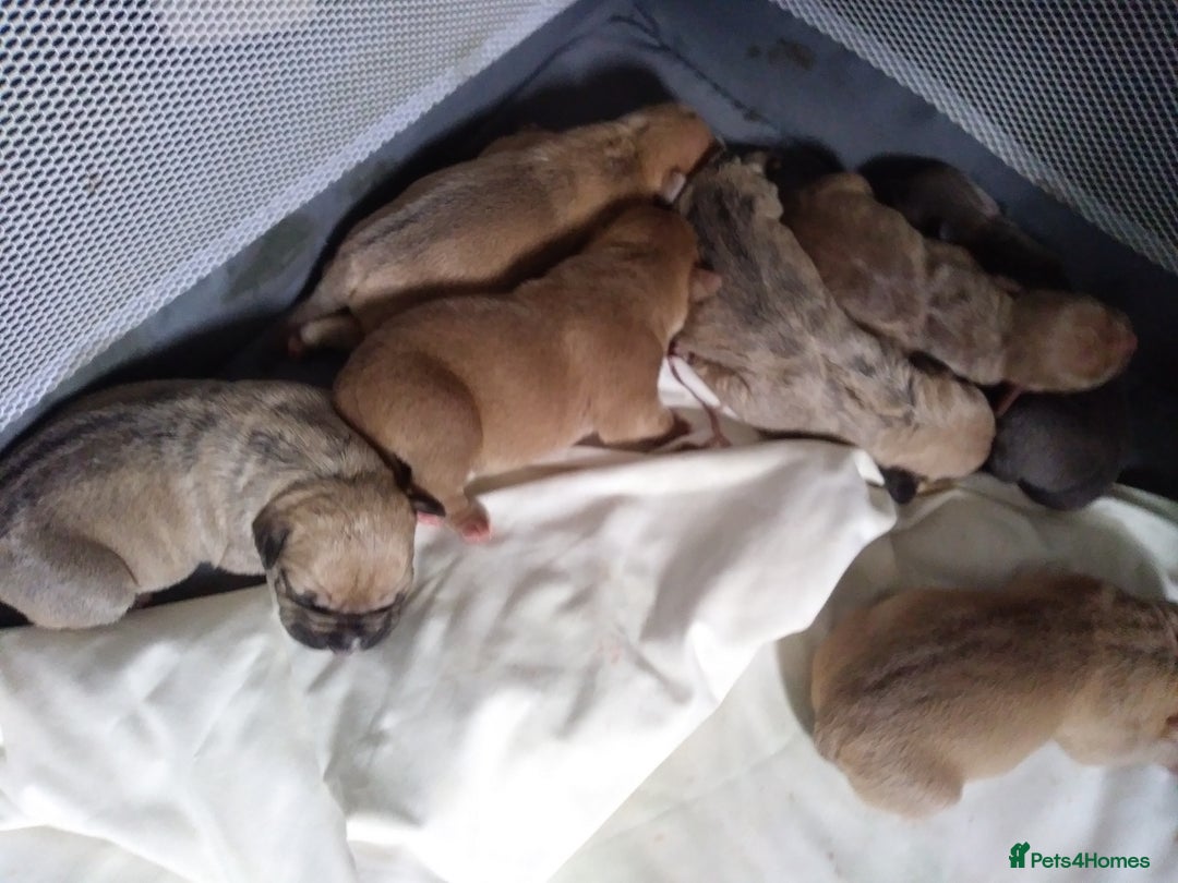 Mixed Breed dogs for sale: 4 beautiful pocket bully/mixed - Image 13
