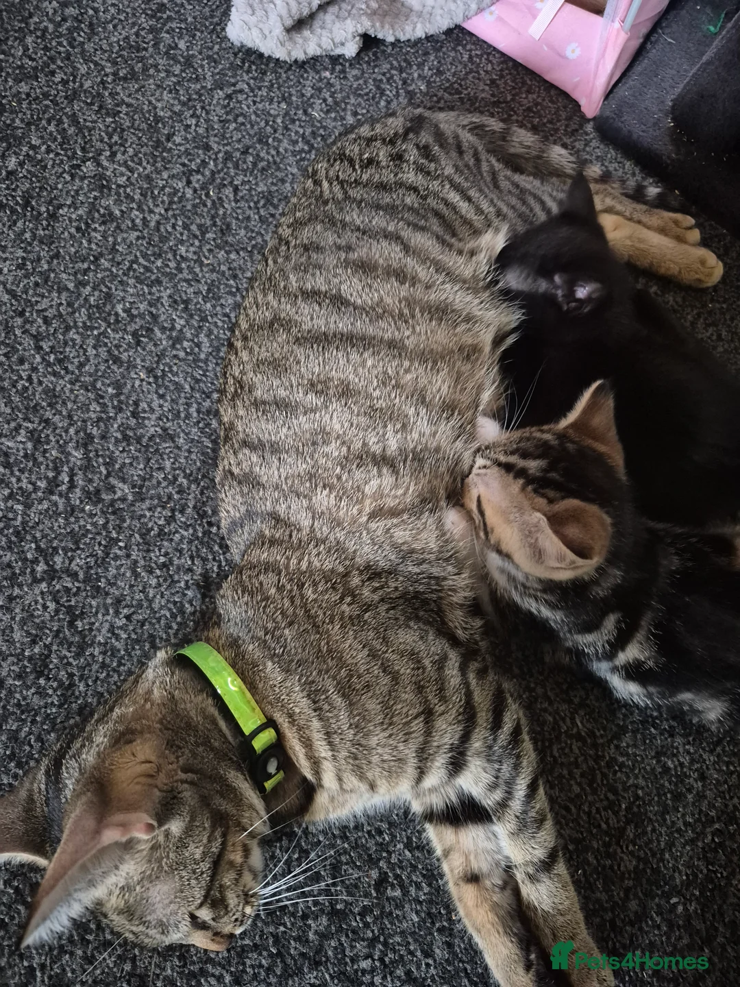Mixed Breed cats for sale: Two litters of 9 kittens in Huddersfield - Advert 2