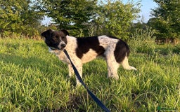 Mixed Breed dogs for adoption: Herby - Norwich Norfolk  - Image 13