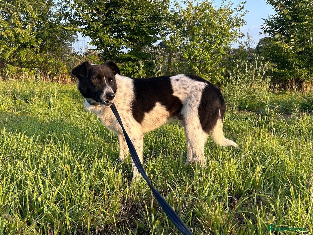 Mixed Breed dogs for adoption: Herby - Norwich Norfolk  - Image 13