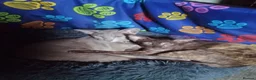 Oriental cats for sale: Oriental Siamese kittens gccf - Advert 21