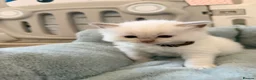 Ragdoll cats for sale: Exquisite Ragdoll litter   - Advert 26