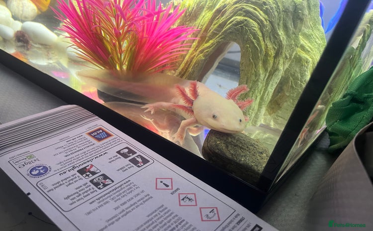 Axolotl reptiles - Advert 1