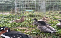 Mixed Breed birds for sale: Ducks mixed breed - Image 2