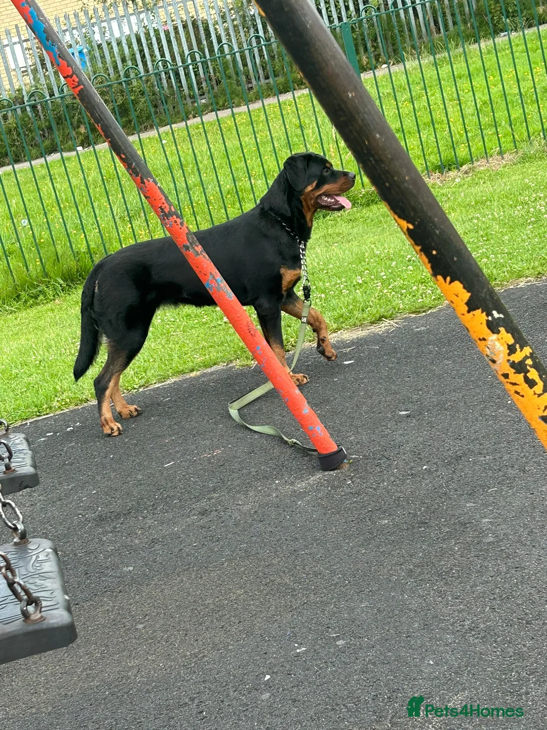 Rottweiler dogs for sale: This is my 1 year old rottwelier - Advert 2