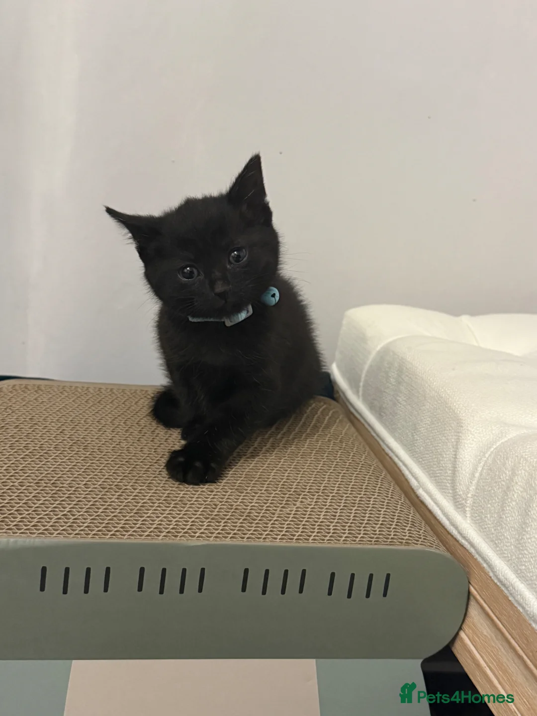 Mixed Breed cats for sale: Loving kitten for sale  - Advert 13