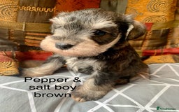 Miniature Schnauzer dogs for sale: Miniature Schnauzer pups - Image 5