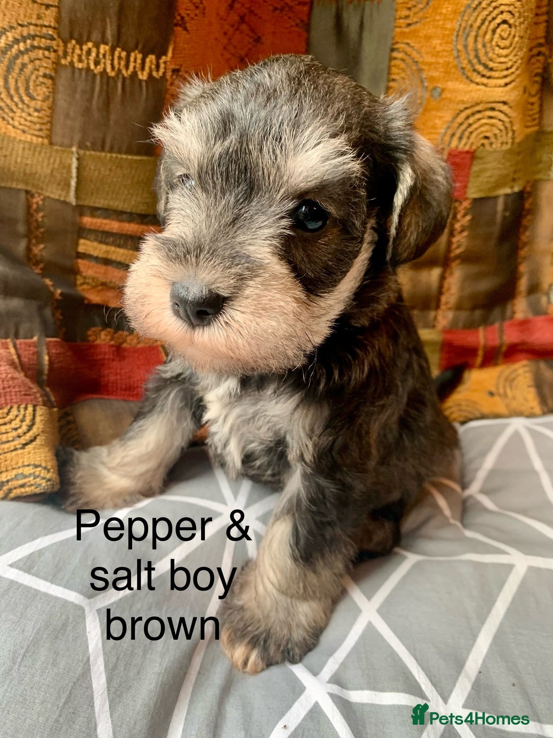 Miniature Schnauzer dogs for sale: Miniature Schnauzer pups - Image 5