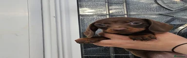 Dachshund 3