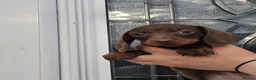 Dachshund dogs for sale: Miniature dachshund puppies for sale - Advert 3