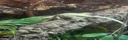 Gecko reptiles for sale: Trio of Geckos  - Advert 3
